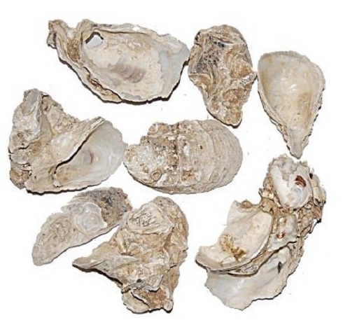 Bild 1 von AE Japanische Austernschalen 2 kg