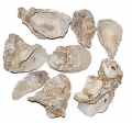 Bild 1 von AE Japanische Austernschalen 10 kg